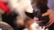 Lil Bub Cat GIF
