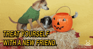 Adopt Best Friends GIF by Best Friends Animal Society