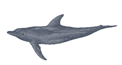 sea life swimming Sticker