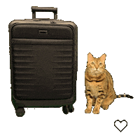 Bengal Cat Sticker by Kitty Fuchs