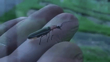 bug firefly GIF