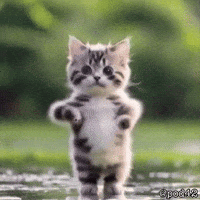 Cat Dancing GIF