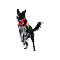Rettungshund Sticker by Österreichische Rettungshundebrigade