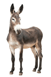 Nordeste Jumento Sticker