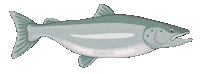 Fish Homer Sticker by Sharing Alaska