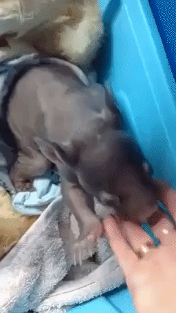 Baby Wombat Learns to Play