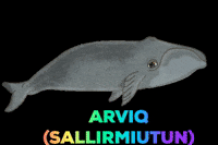 Inuvialuit GIF by Tusaayaksat Magazine