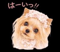 Yorkshire Terrier Dog GIF
