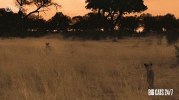 Lion Watching Warthog Run Away
