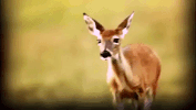 oklahoma GIF