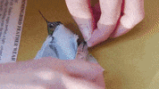 Bird GIF by Boise State University