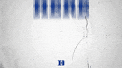 let's go duke GIF by Duke Men's Basketball