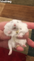 Hamster Cheeks Spill Pockets of Pellets