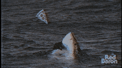 jaws GIF by Red Baron Pizza
