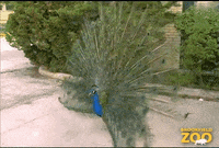 Show Off Big Bird GIF by Brookfield Zoo