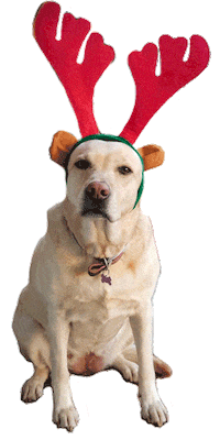 Dog Natal Sticker by Go Italy Cidadania Italiana