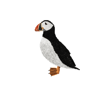 Sea Bird Puffin Sticker