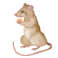 hamster STICKER