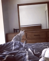 Curious Cat Discovers Her Ears While Posing at Mirror