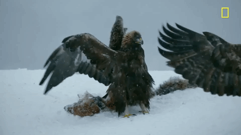 nat geo birds GIF by National Geographic Channel