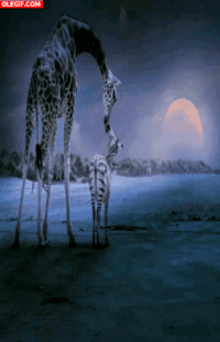 noches GIF