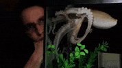 octopus cephalopod GIF by Science Friday