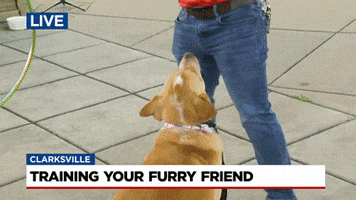 News4 GIF by WSMV  News 4, Nashville