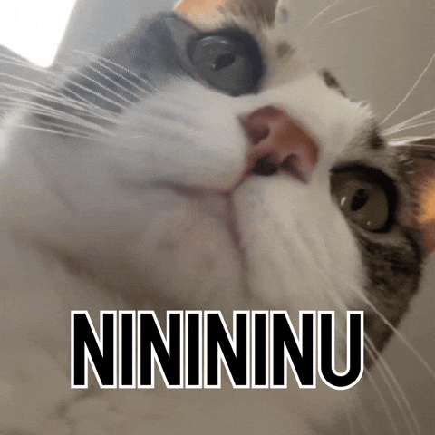 Cat Nu GIF