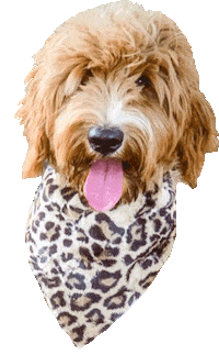 Dog Puppy Sticker