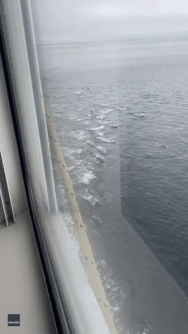 Passengers Treated to 'Magical' Display as Dolphins Swim Alongside Ferry