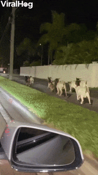 A Herd Of Goats Are On The Loose In Miami GIF by ViralHog