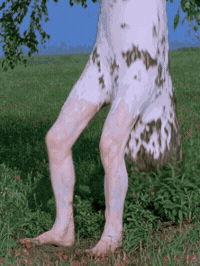 Birch Tree Summer GIF