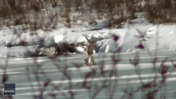 Maine Man Rescues Deer Stuck on Frozen River