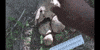 Dinosaur Bones GIF by DIIMSA Stock