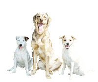 dog party Sticker by Tales&Tails
