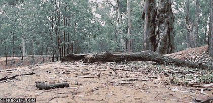 logs wombats GIF by Cheezburger