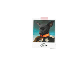 Dog Sticker by Gatooss