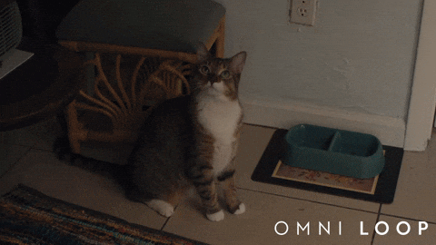 Cat What GIF by Magnolia Pictures