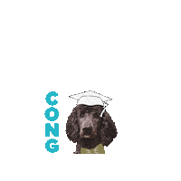 Dog Congrats Sticker by Freedom Service Dogs of America