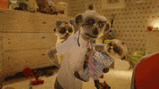 Cat Lol GIF by comparethemarket