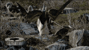 blue footed booby birds GIF by Nature on PBS