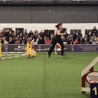 dog show GIF by Westminster Kennel Club