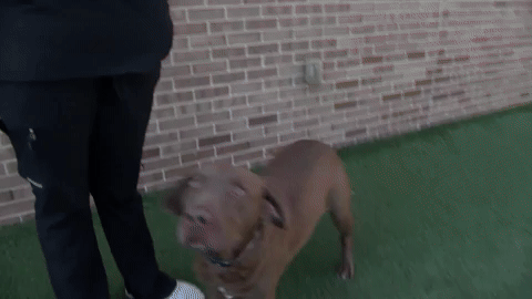 spencernews giphyupload GIF