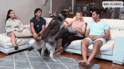 Dog Love GIF by Gogglebox Australia