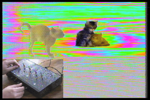 video art cat GIF by Tachyons+