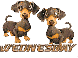Sticker gif. Two brown and orange dachshunds stare at us and wag their tails eagerly. Text in the same colorway as the dogs reads, 'Wednesday.'