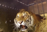 Shocked Tiger GIF