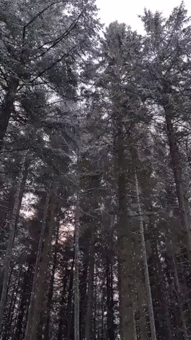 Light Snow Falls Through Trees in Aberdeen on Christmas Eve