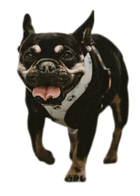 French Bulldog Dog Sticker by Diggs Pet