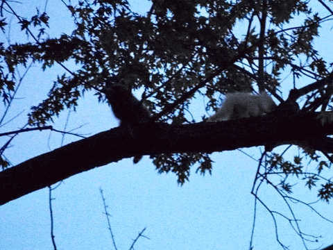 adamnormanecba giphyupload GIF
